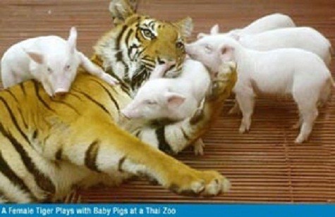 Tại vườn thú ở Bangkok, Thái Lan, một chú hổ 6 tuổi đang thực hiện vai trò bảo mẫu chăm lợn con vô cùng thành thạo. Những chú ỉn này tỏ ra rất tự nhiên và thân thiện với "mẹ hổ". Khách tham quan có thể nhìn thấy bộ quần áo da hổ của lợn con, trông thật ngộ nghĩnh.